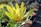 Leucadendron Golden Mitre Label | Protea plants | Leucadendron plant | Yellow Foliage