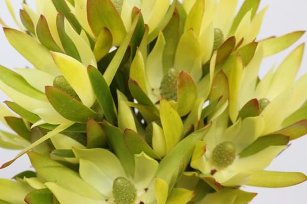 Leucadendron Florence | Leucadendron floridum