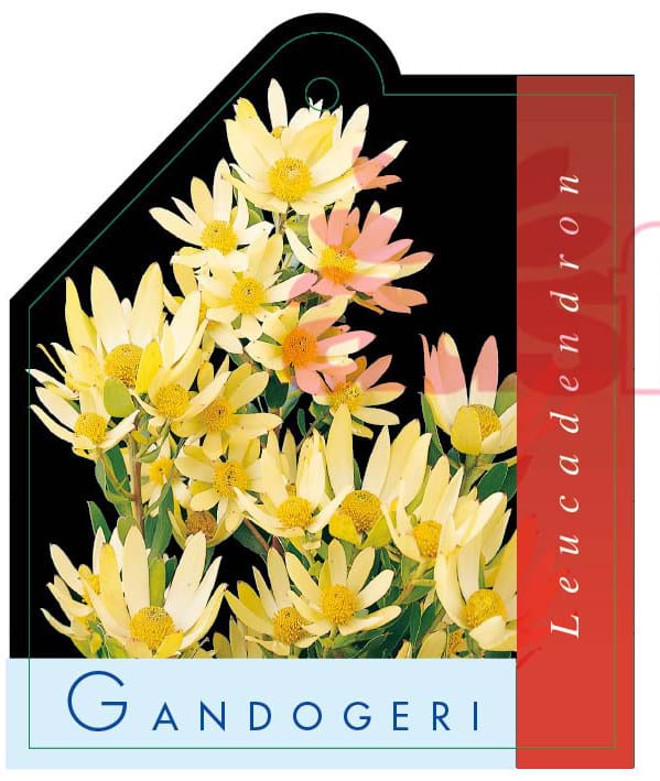 Leucadendron, Leucadendron Gandogeri Label