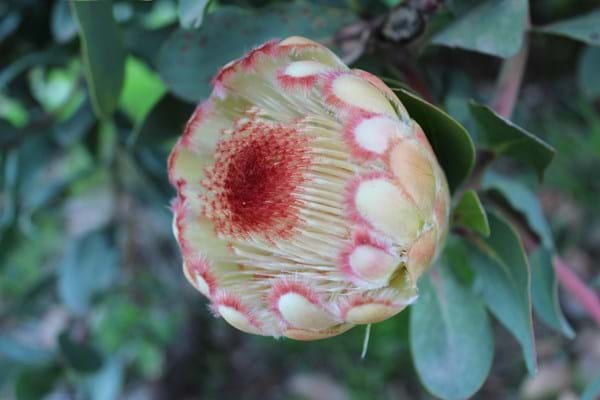 Protea plants | Proteaceae | Protea | Protea Grandicolor PBR | Grandicolor | Protea Flower