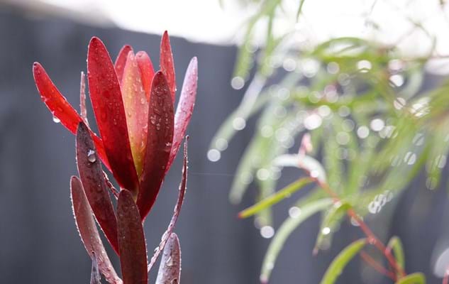 Leucadendron | Protea plants | Proteaceae
