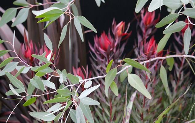 Leucadendron Misty Sunrise | Leucadendron | Protea Plants