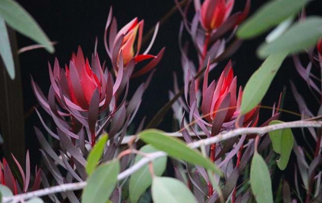 Leucadendron | Red Foliage | Leucadendron Misty Sunrise