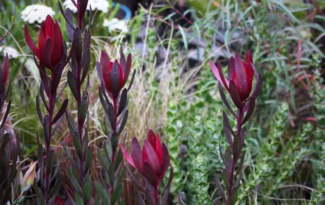 Garden Design | Feature Plants | Leucadendron