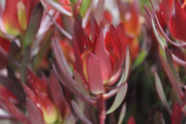 Leucadendron Devils Blush | Leucadendron | Devils Blush | Proteaceae | Protea Plants | Leucadendron plants