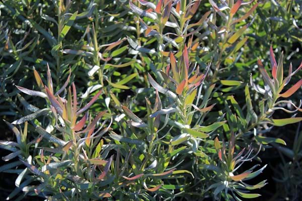 Leucadendron floridum | Leucadendron Pisa | Leucadendron | Pisa | Proteaceae | Protea Plants | Leucadendron plants