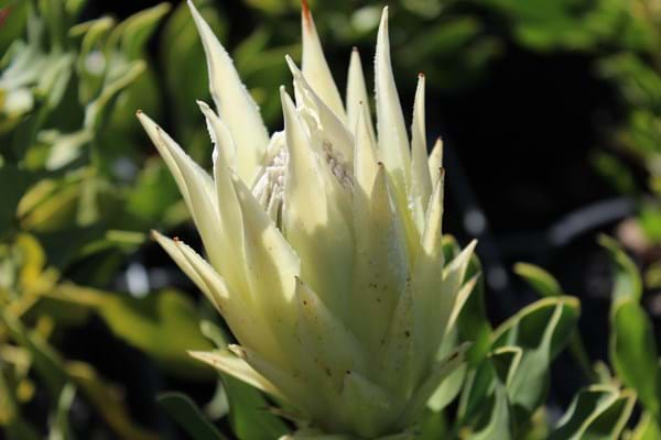 Protea plants | Proteaceae | Protea | Protea White Crown PBR | White Crown