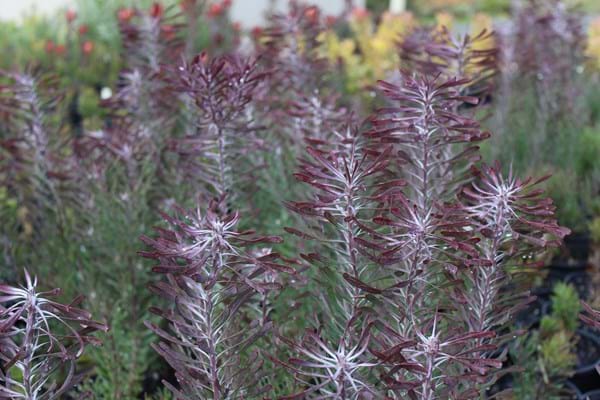 Leucadendron Purple Haze | Purple Haze | Leucadendron | Leucadendron galpinii | Proteaceae | Protea Plants