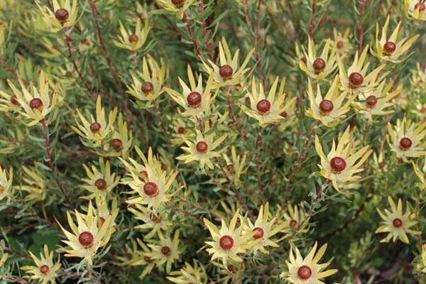 Leucadendron Royal Ruby | Leucadendron | Royal Ruby | Proteaceae | Protea Plants | Leucadendron plants