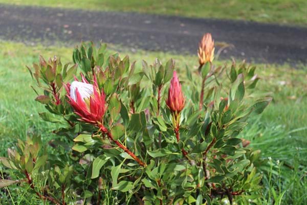 Protea | Protea plant | Protea Flower | Protea Pink Crown