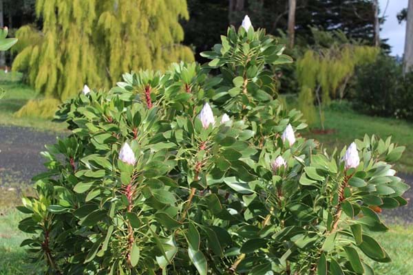 Protea | Protea Plants | Protea Plant | Protea King | Protea cynaroides |
