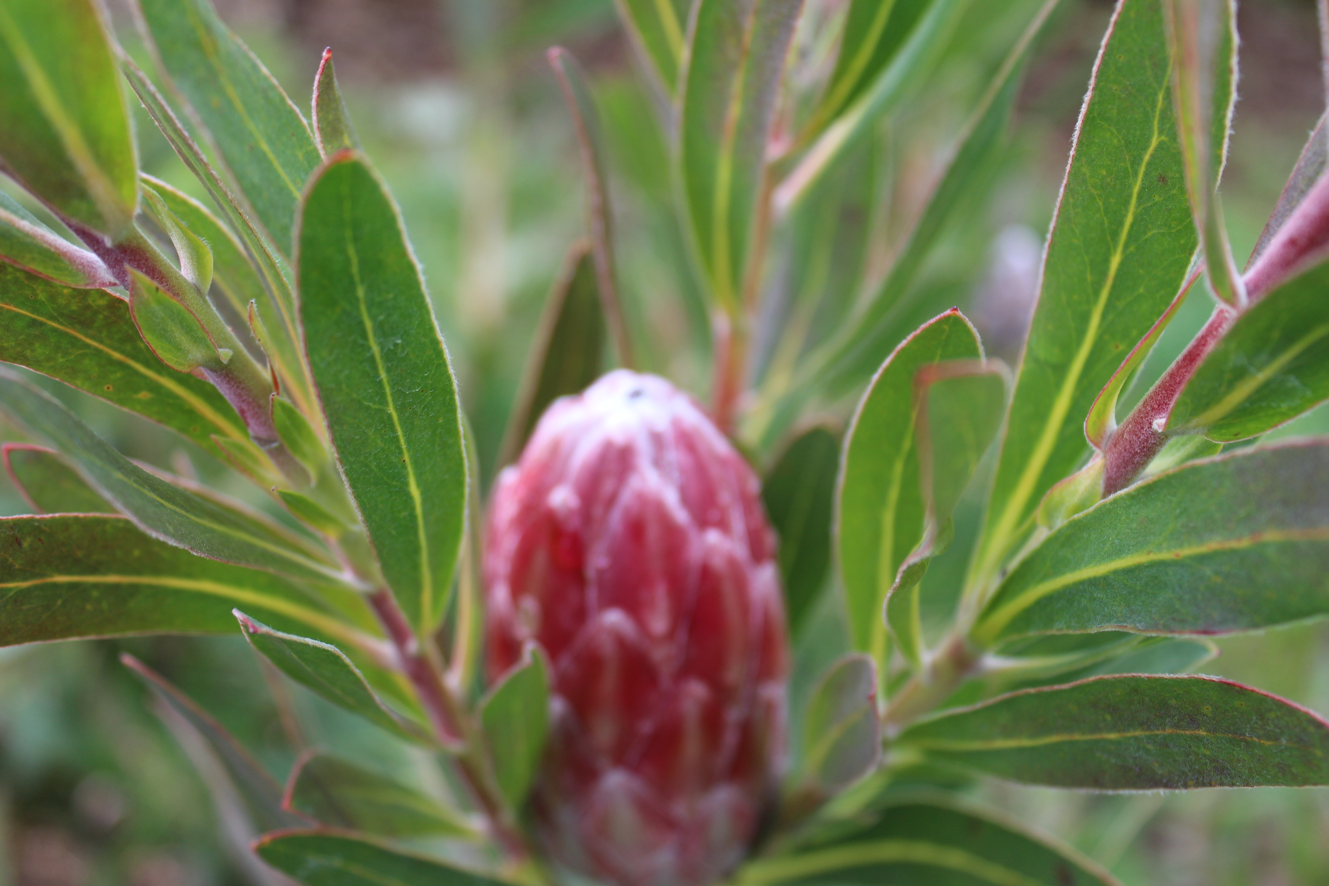 How to Prune a Protea Plant