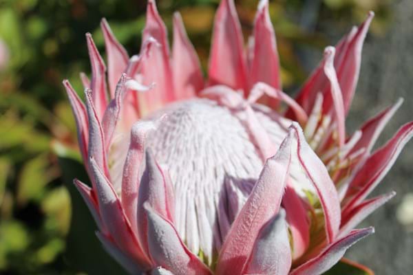 Protea | Protea Plants | Protea Plant | Protea King | Protea cynaroides | protea flower