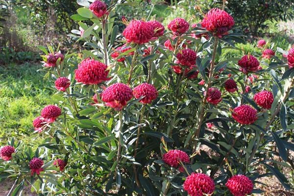 Proteaceae | Waratah | Telopea | Waratah plants | Protea plants | Telopea Corroboree Waratah | Corroboree Waratah | Flowers | Waratah Flowers