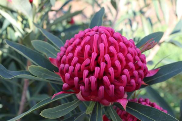 Proteaceae | Waratah | Telopea | Waratah plants | Protea plants | Telopea Corroboree Waratah | Corroboree Waratah | Flowers | Waratah Flowers