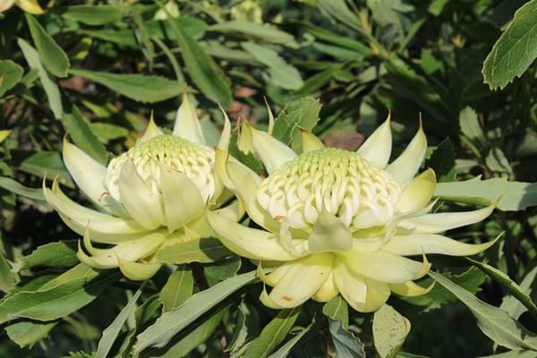 Proteaceae | Protea Plants | Waratah | Telopea | White Waratah | Waratah plants