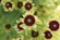Leucadendron Bella's Buttons | Leucadendron | Protea Plants