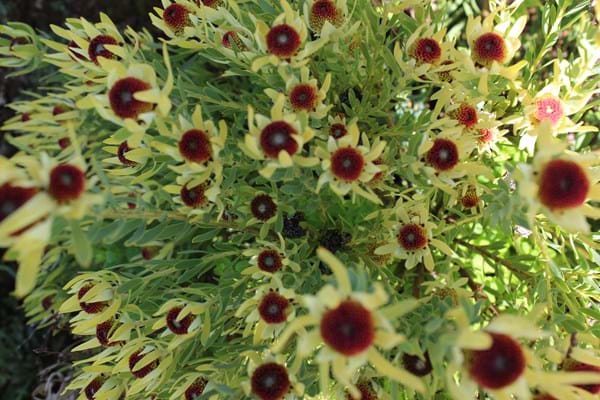 Proteaceae | Leucadendron | Leucadendron Plant | Small Shrub | Leucadendron Bellas Buttons | Flowers