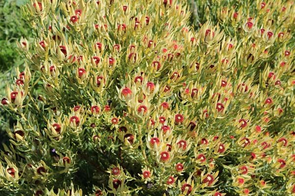 Proteaceae | Leucadendron | Leucadendron Plant | Small Shrub | Leucadendron Bellas Buttons