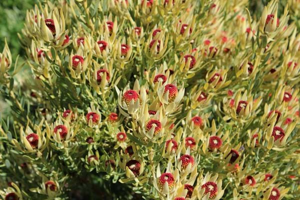 Proteaceae | Leucadendron | Leucadendron Plant | Small Shrub | Leucadendron Bellas Buttons