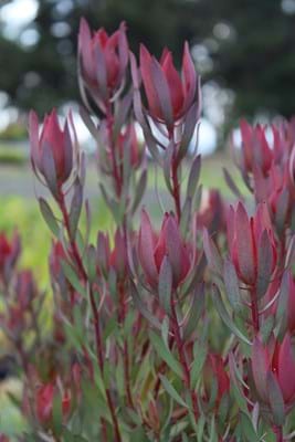 Proteaceae | Leucadendron | Leucadendron Misty Sunrise | Misty Sunrise | Leucadendron Plants