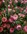 Protea | Protea Pink Ice | Pink Ice | Protea plants