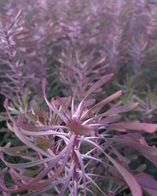 Leucadendron | Leucadendron Purple Haze | Leucadendrons | Purple Foliage