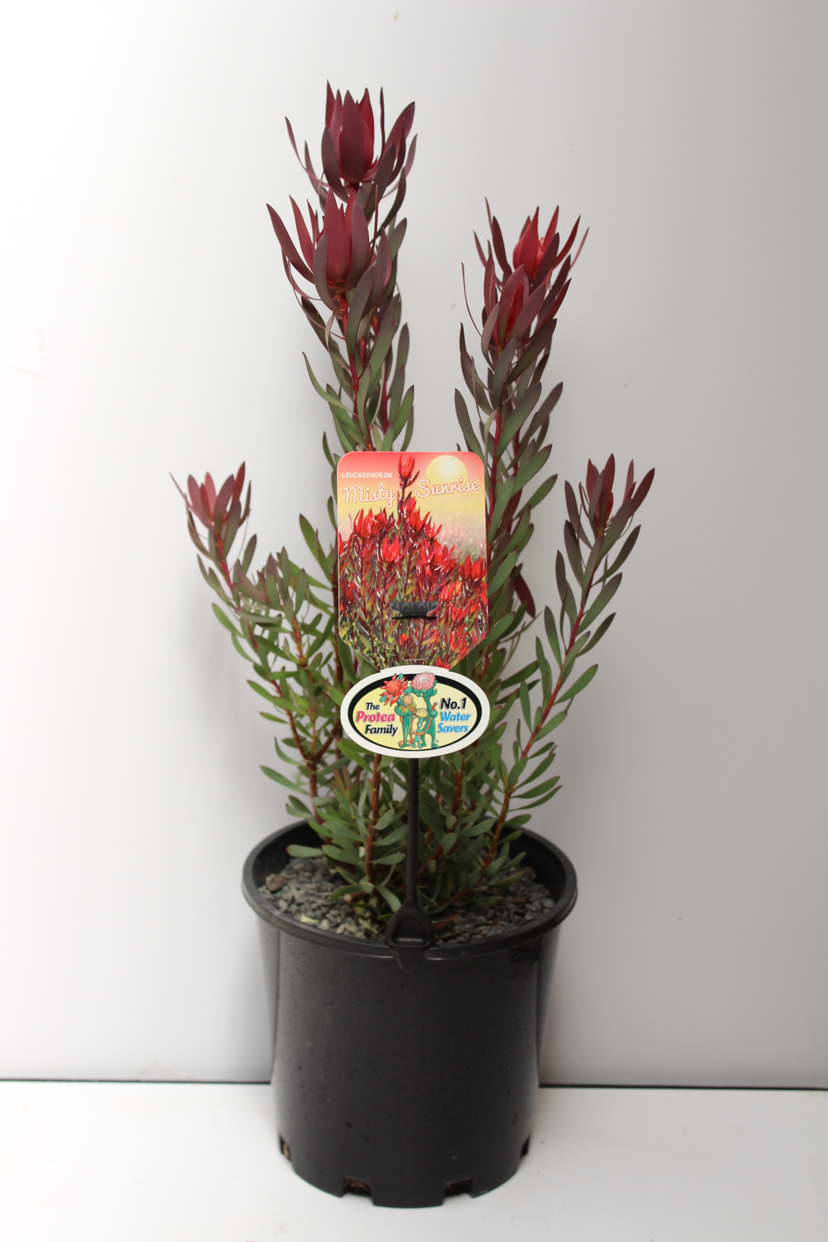 Leucadendron | Ausflora Pacific | Leucadendron Misty Sunrise