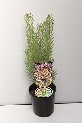 Leucadendron Purple Haze | Purple Haze | Leucadendron | Leucadendron galpinii | Proteaceae | Protea Plants