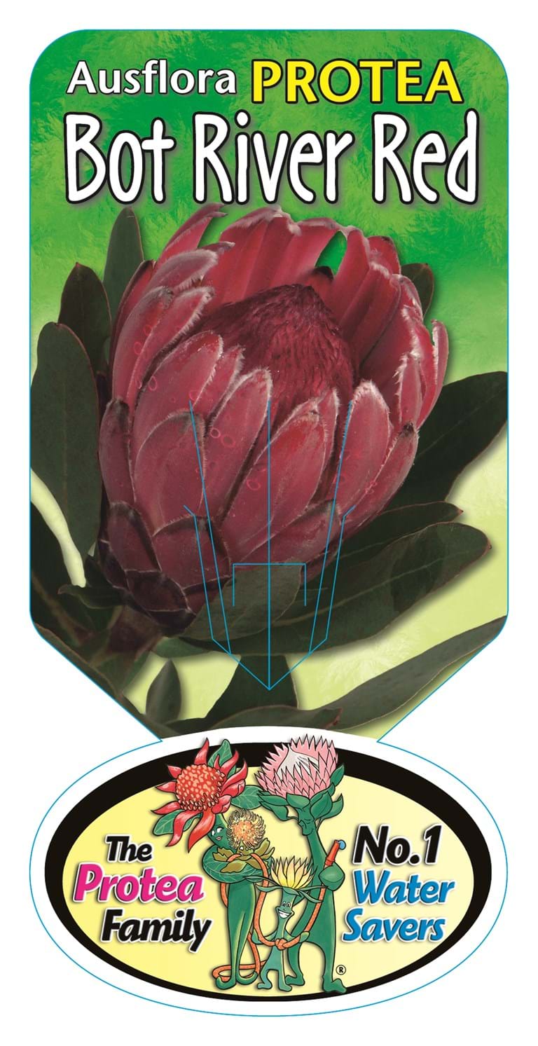 Proteaceae | Protea plants | Proteaceae plants | Protea| Large shrub | Shrub | Protea Bot River Red Label