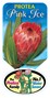 Proteaceae | Protea plants | Proteaceae plants | Protea| Large shrub | Shrub |Protea Pink Ice Label