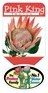 Proteaceae | Protea plants | Proteaceae plants | Protea| Large shrub | Shrub |Protea Pink King Label