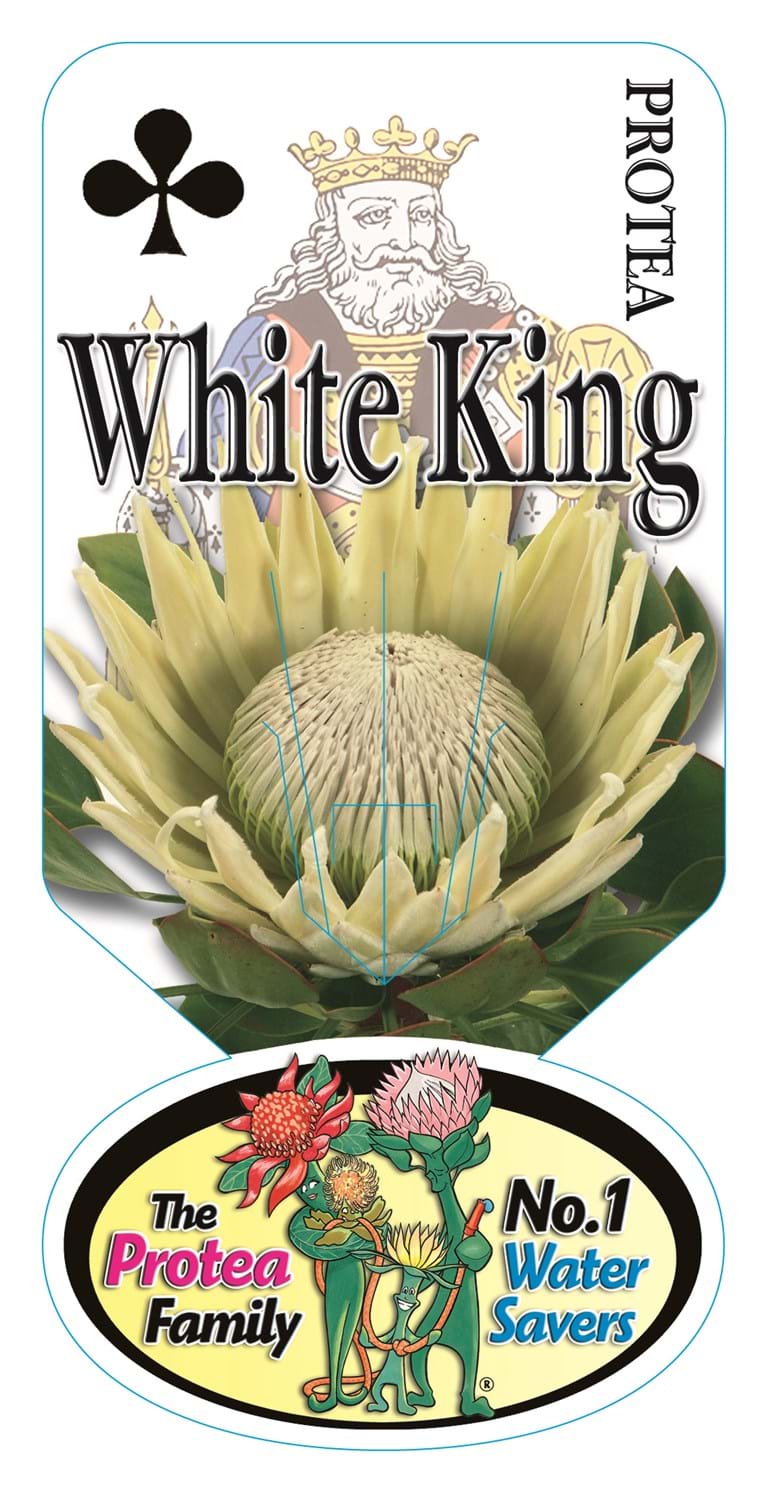 Protea plants | Proteaceae | Proteaceae Plants | Protea | Large shrub | Shrub | | Protea White King | Protea King | Protea cynaroides | Flowers | Protea Flowers | Protea King Flowers | Protea White King Label