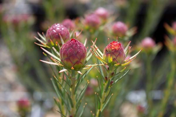 Proteaceae| Protea Plants | Leucadendron | Jubilee Crown