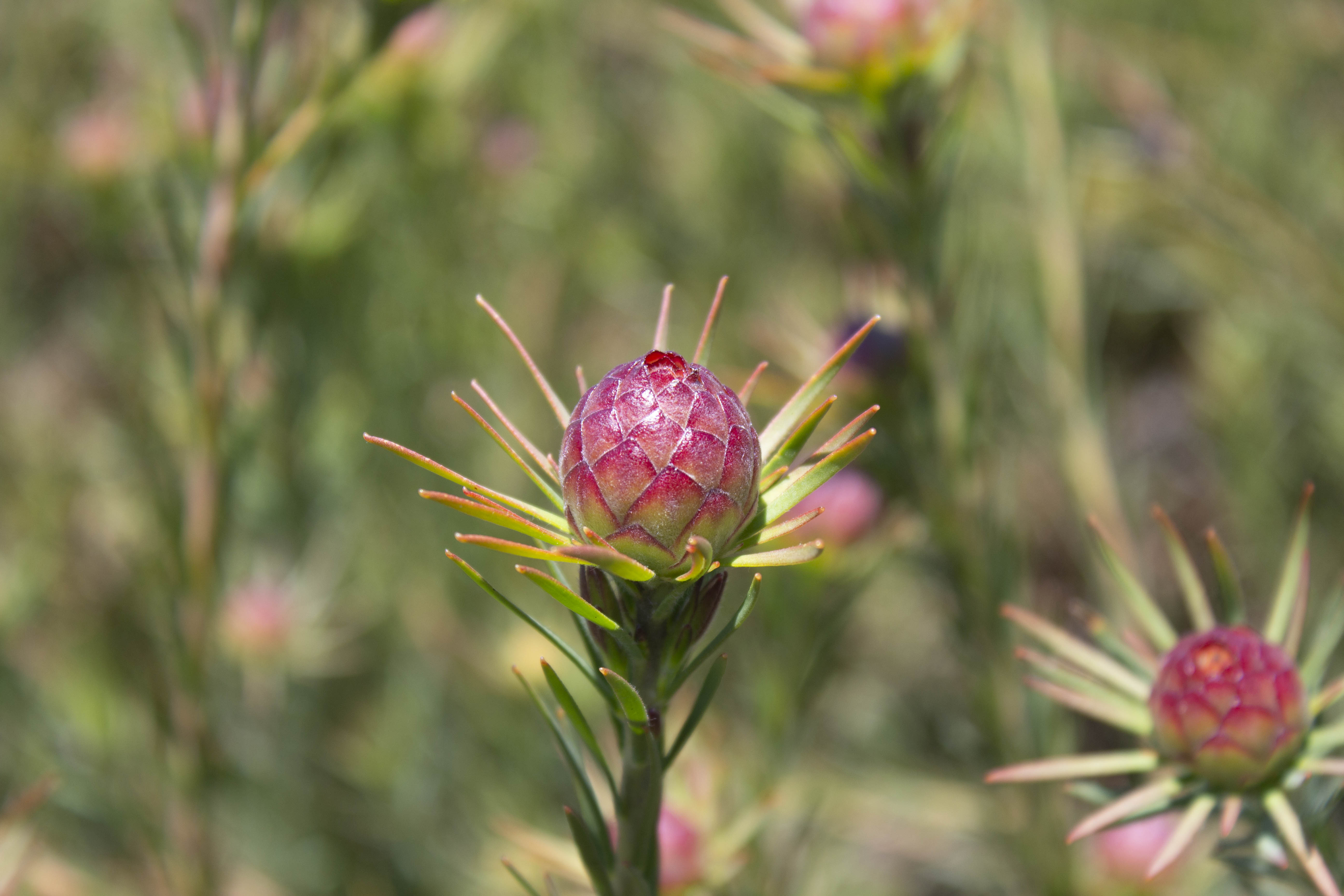 Leucadendron | Ausflora Pacific | Leucadendron Jubilee Crown
