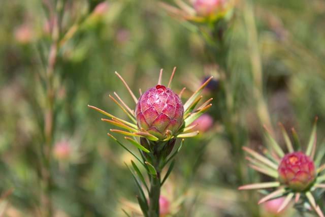 Leucadendron | Ausflora Pacific | Leucadendron Jubilee Crown