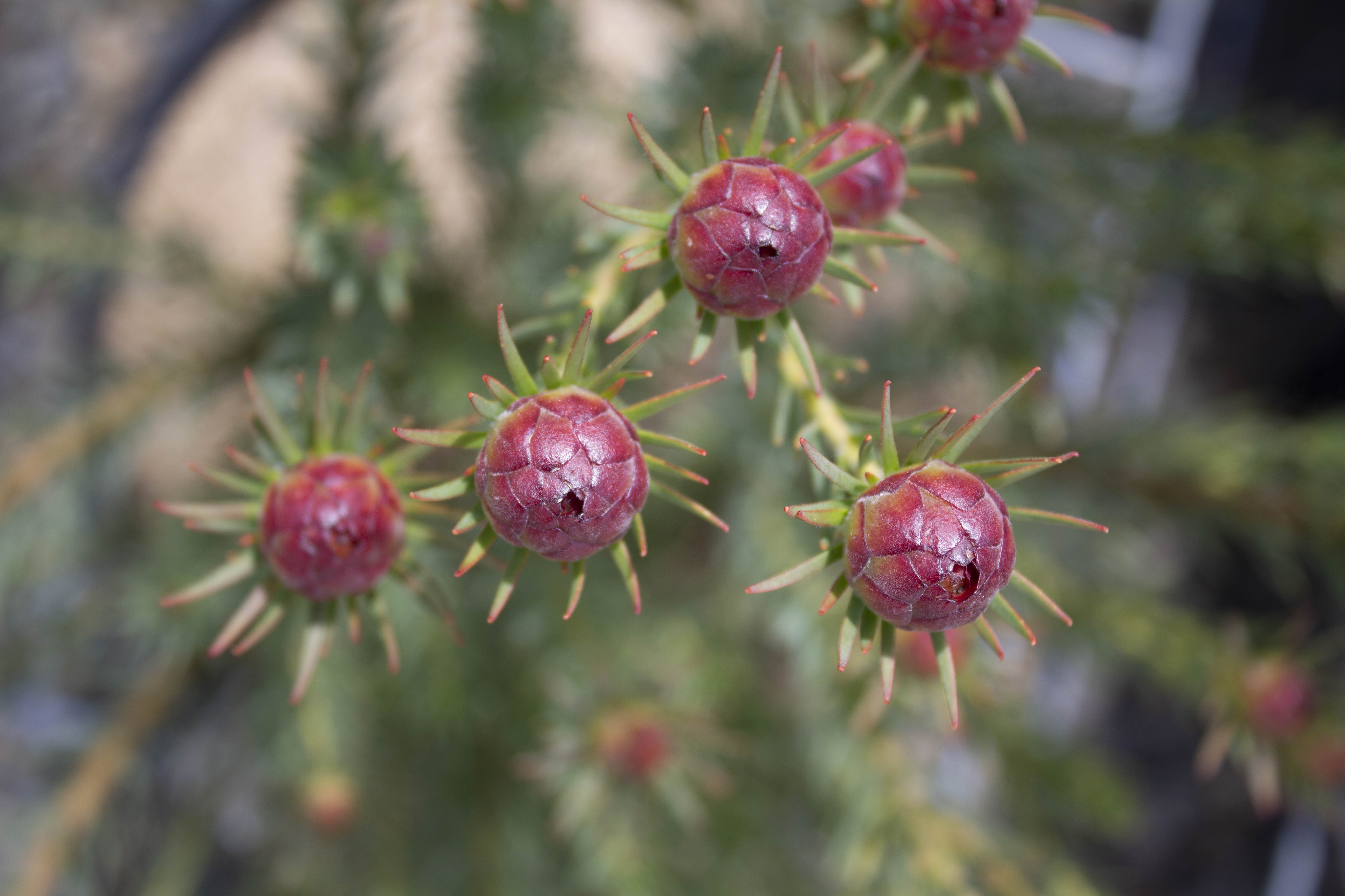 Leucadendron | Ausflora Pacific | Leucadendron Jubilee Crown