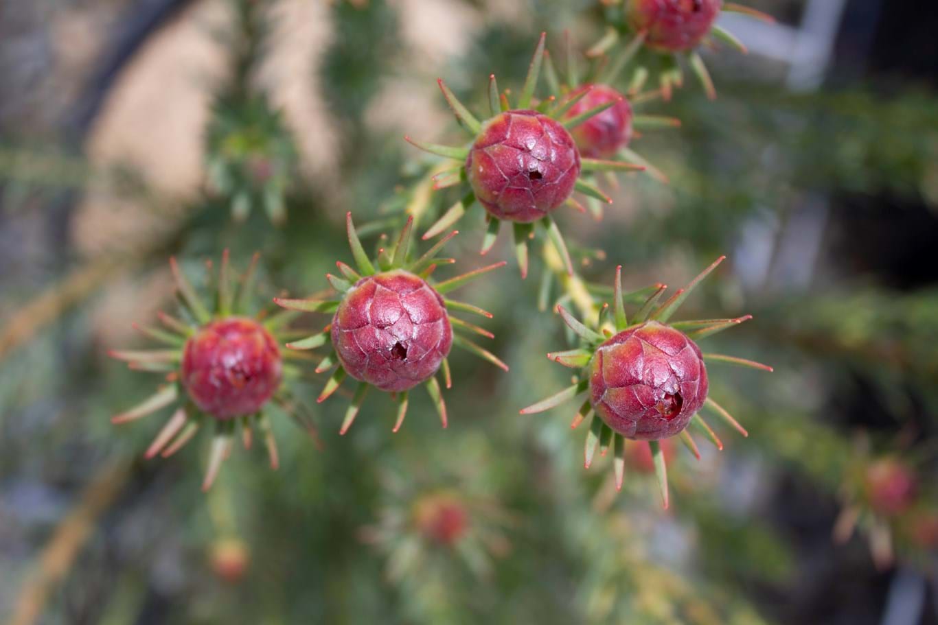 Leucadendron | Ausflora Pacific | Leucadendron Jubilee Crown