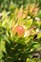 Leucadendron | Leucadendron Rosalie | Leucadendron | Rosalie | Conebush