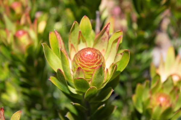 Leucadendron Rosalie