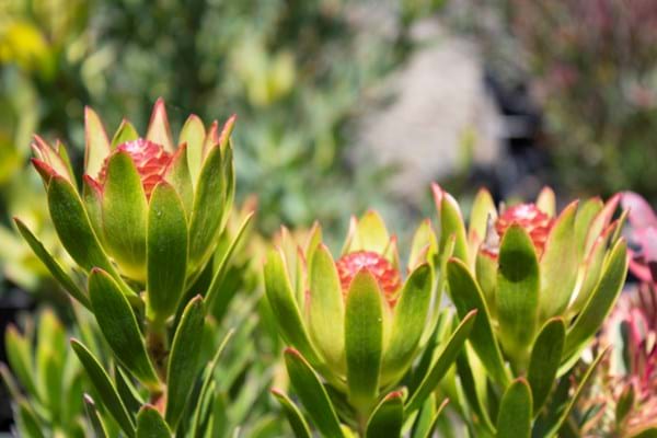 Leucadendron Rosalie