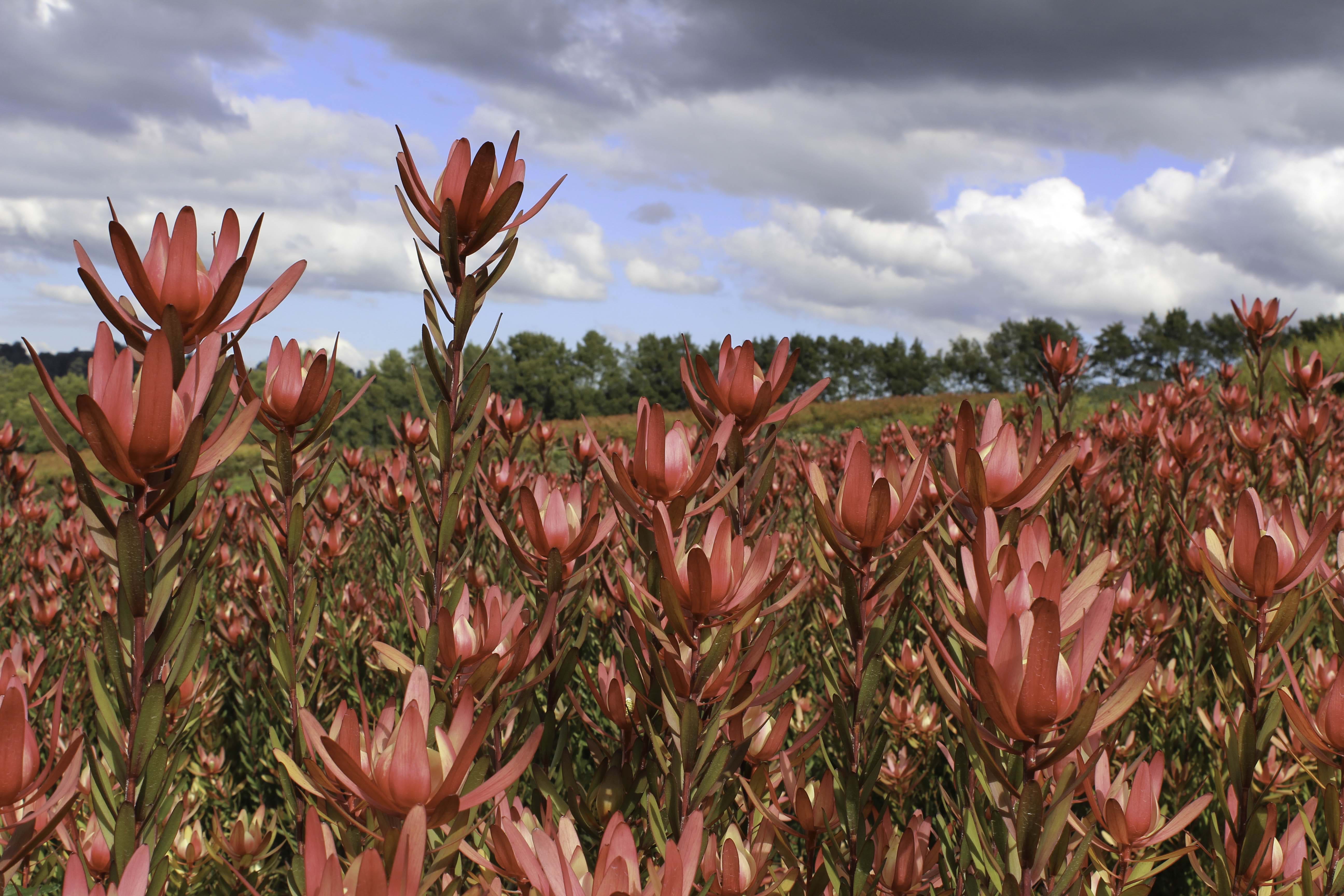 Time to Learn about Leucadendrons