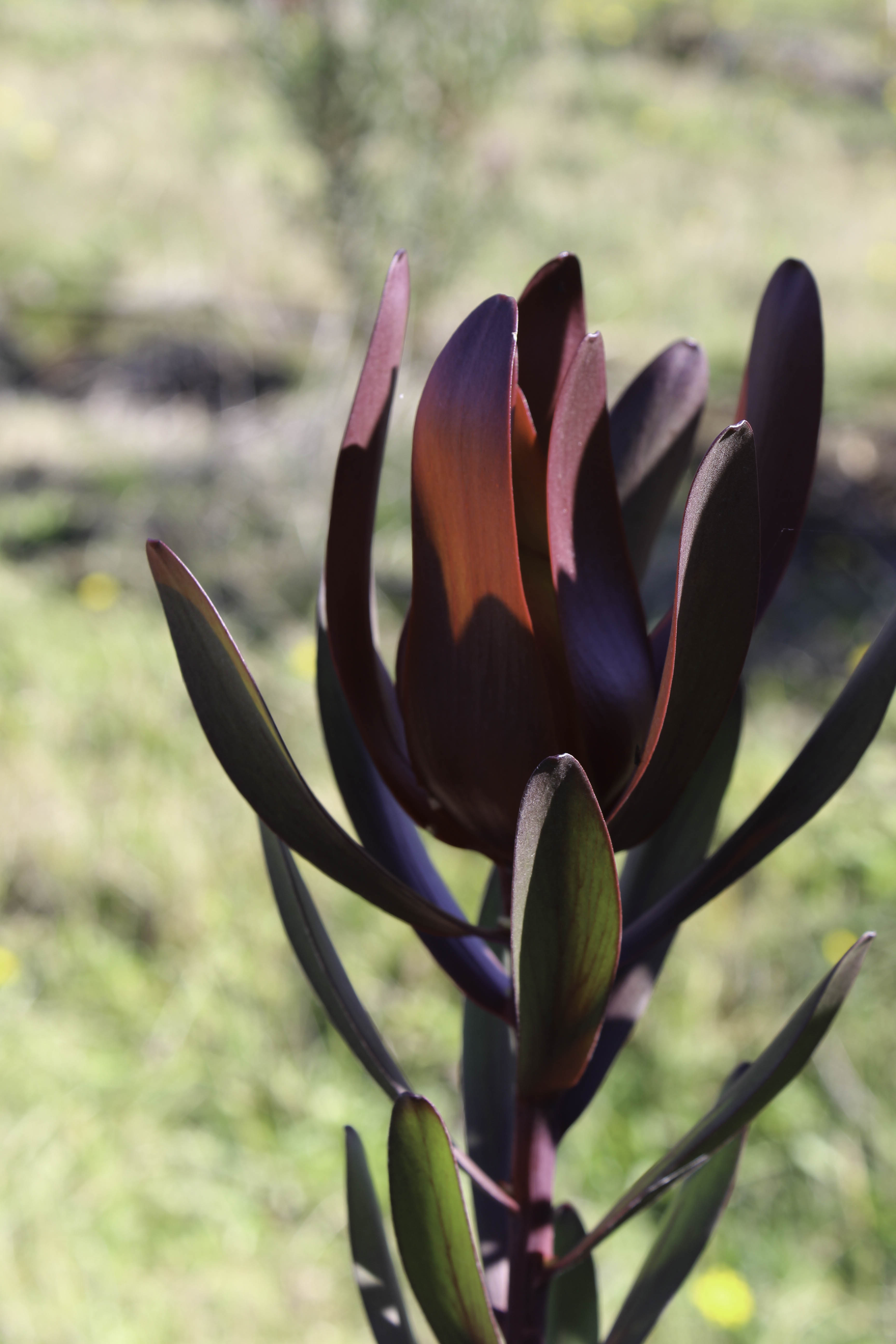 Time to Learn about Leucadendrons