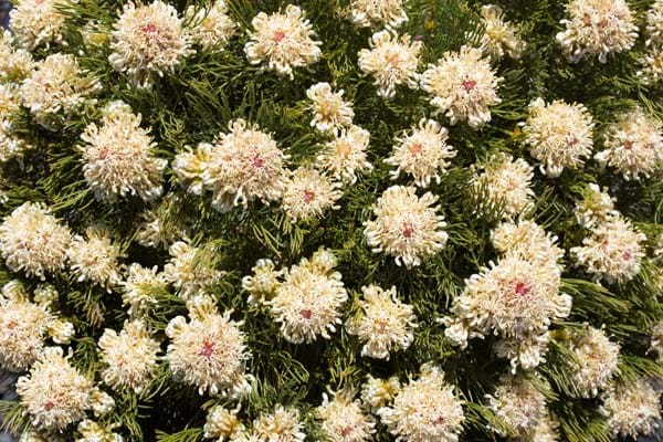 Serruria glomerata | Protea Plants | Proteaceae