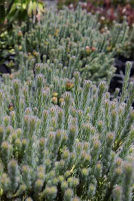 Leucadendron thymifolium | Leucadendron Springthyme | Leucadendron | Proteaceae | Protea Plants