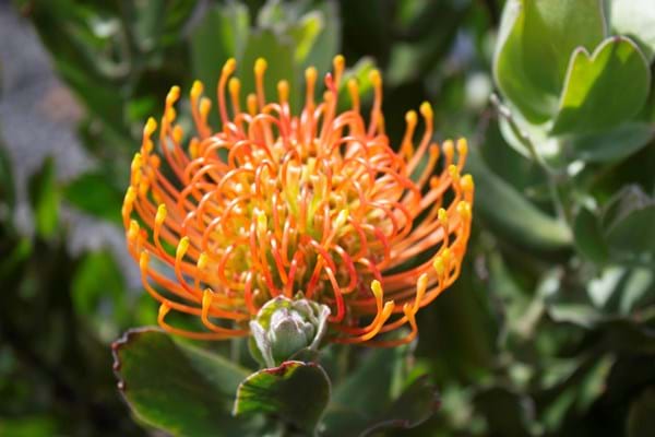 Protea Plants | Proteaceae | Pincushion Protea | Leucospermum | Leucospermum Tiara | Tiara | Flowers