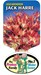 Leucadendron Jack Harre Label | Protea plant | Leucadendron plant | Leucadendron