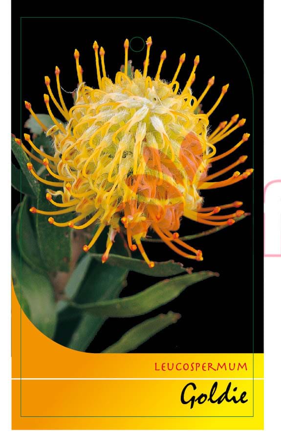 Proteaceae, Leucospermum, Leucospermum Goldie Label