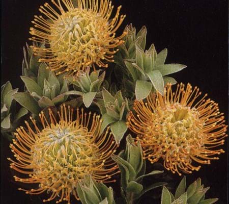 Protea Plants | Proteaceae | Pincushion Protea | Leucospermum | Leucospermum Moonlight | Moonlight | Flowers
