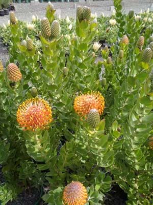 Protea Plants | Proteaceae | Pincushion Protea | Leucospermum | Leucospermum Tiara | Tiara | Flowers